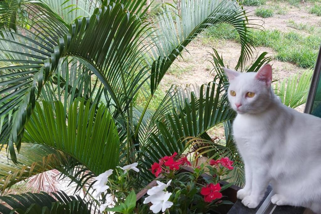 Cozy Eco - 8 Min. From Downtown Arraial Holiday home Porto Seguro